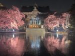桜神宮の桜満開